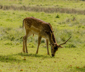 Young Fallow deer in Autumn sunshine at the start of the rutting season, Dunham Massey, Altrincham, Cheshire