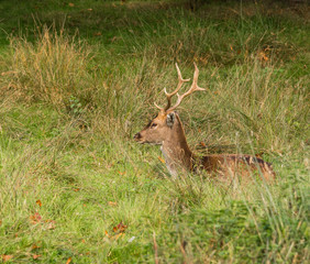 Fallow deer stags resting in Autumn sunshine at the start of the rutting season, Dunham Massey, Altrincham, Cheshire