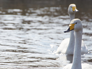 Obraz premium オオハクチョウ ペア 右端