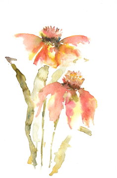 Beautiful wildflowers on white, watercolor painting