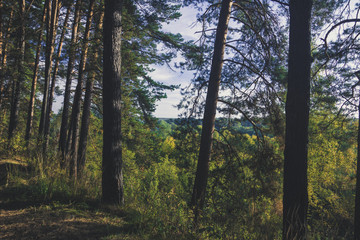 Pine forest in summer morning