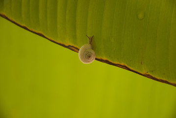 Snail crawling on a banana leaf