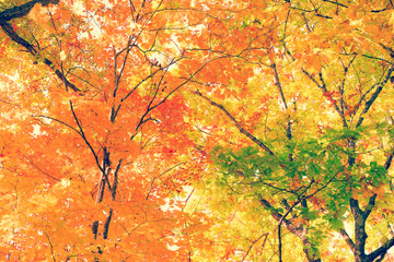 紅葉 / 明るいイメージ