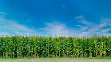 Fototapeta na wymiar Corn field