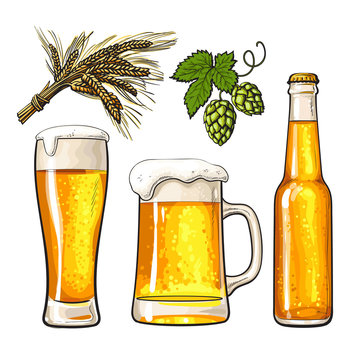 Set of cold beer bottle, mug and glass, malt and hop, sketch vector illustrations isolated on white background. Hand drawn beer glass, mug and bottle, branch of hops and ears of barley, Oktoberfest