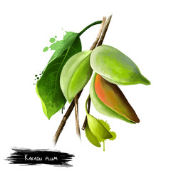 Terminalia ferdinandiana, gubinge, billygoat plum © dneprstock