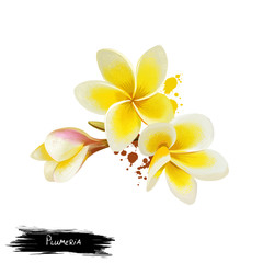 Flower Plumeria illustration isolated on white