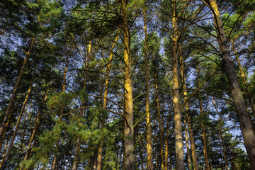 Pine forest in summer morning