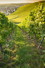 Weinort Weinstadt Beutelsbach mit Weinbergen