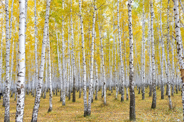 autumn birch forest