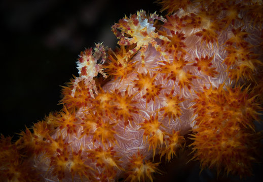 Soft coral crabs (Hoplophrys oatesii)  in the Bunaken National P