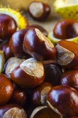 many chestnut closeup