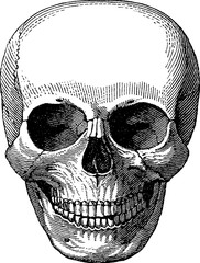Vintage image human skull