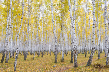 autumn birch forest
