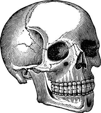 Vintage image human skull