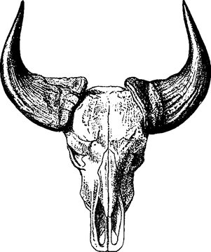 Vintage image bull skull