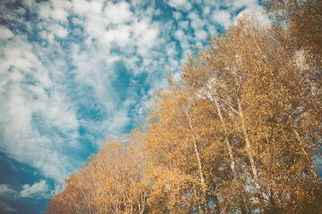 Autumn nature with beautiful sky. Toned image.