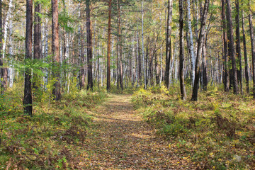 Obraz premium Track in the forest.