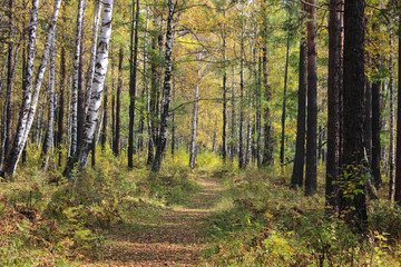 Walk in the autumn forest.
