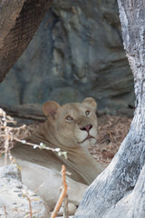 White lion in tree hollow at zoo