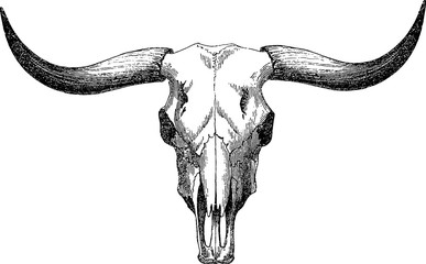 Vintage image bull skull - 124138129