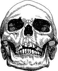 Vintage image human skull - 124138169