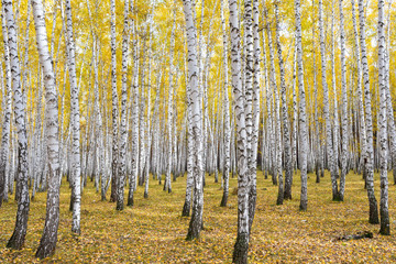 Fototapeta premium autumn birch forest