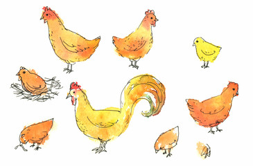 Set of roosters, cocks, hen, Chinese zodiac illustration collection. Logo emblem, symbol designs bundle. Colourful hand drawing isolated on white. 2017 Year the Rooster emblems. - work clipping path