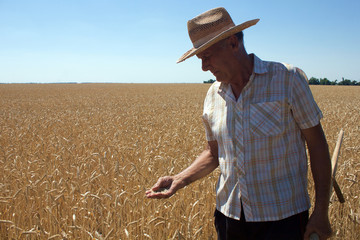 Old man checkign the wheat