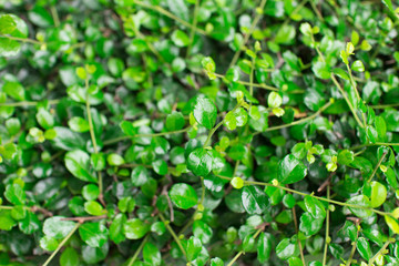 Leaves green The shrubby