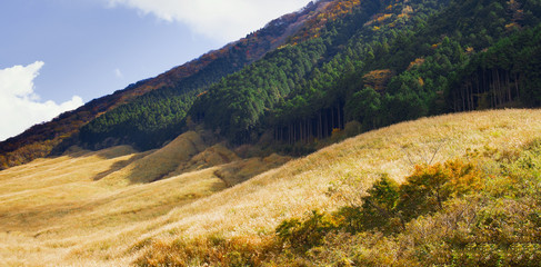 pampas grass field at sengokuhara hakone