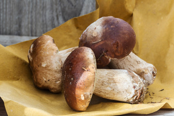 three boletus edulis over paper