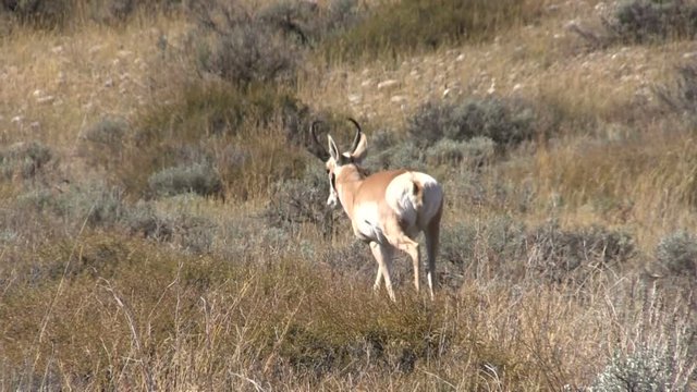Pronghorn Antelope Buck in rut