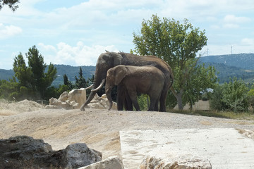 Naklejka na ściany i meble Pair of African elephants in Sigean safari park, France