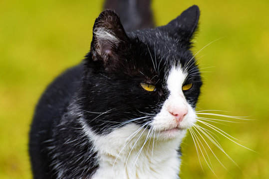 Hauskatze
