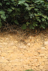 stone texture of old wall
