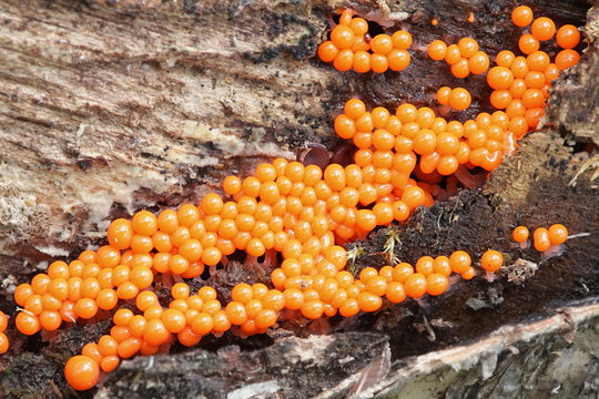 Orange slime mould or mold, Trichia decipiens