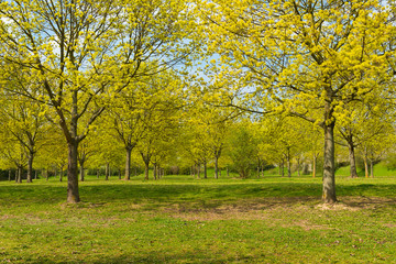Fototapeta premium Bäume Baumallee grün Frühling Biblis 4