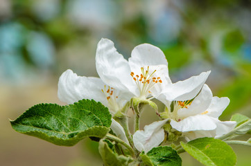Blossoming apple
