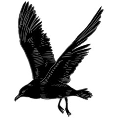 Gull flight bird and seabird . Sea , isolated on white background. Herring for your journal article or encyclopedia.