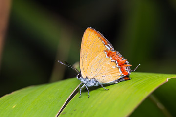 Common purple sapphire butterfly