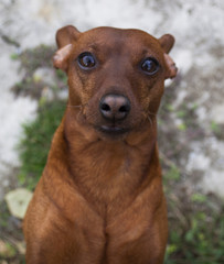 Miniature pinscher dog portrait.