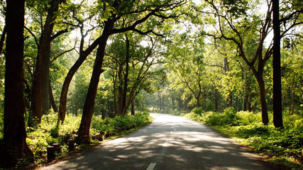 Road to the jungle
