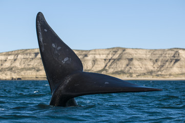Fototapeta premium Southern Right whale,Eubalaena Australis