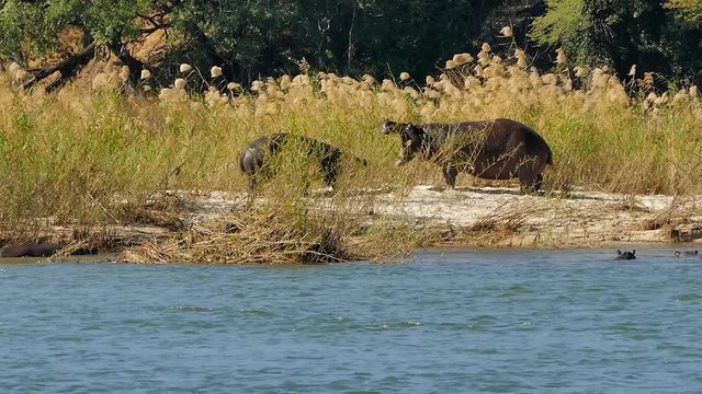 Fighting Hippos