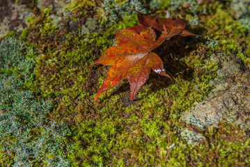 Wet Red Japanese maple leaf on green ground , in japan