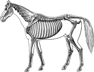 Vintage image horse skeleton