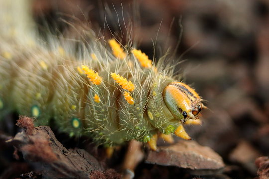 A large green Imperial Moth Caterpillar with yellow horns is crawling across rubber mulch.