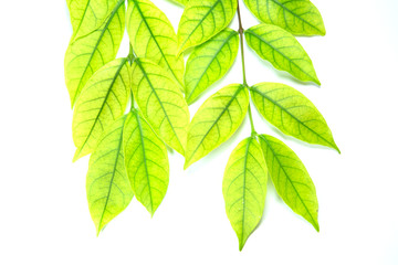 Naklejka na ściany i meble Green leaves on a white background