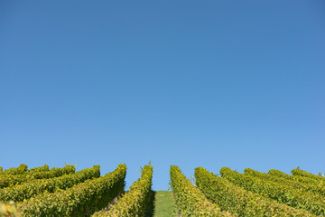 Fototapeta premium Weinberg mit wolkenlosen blauen Himmel